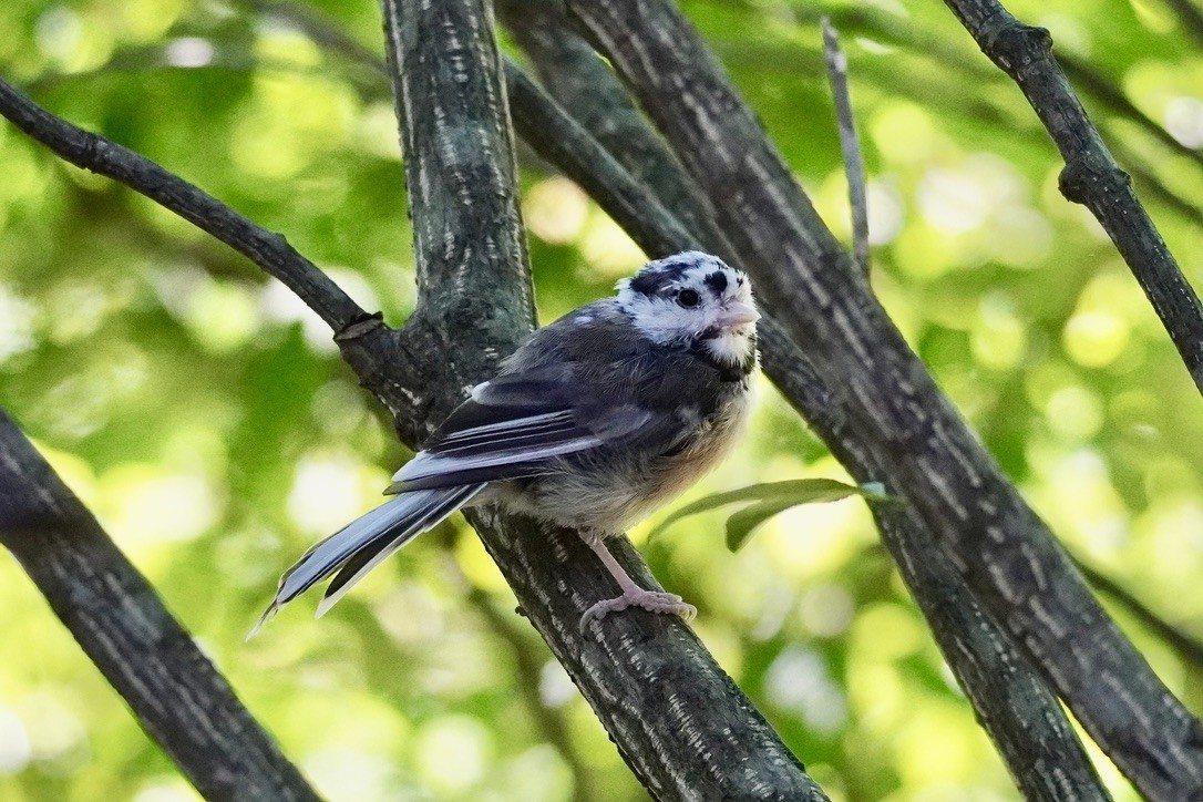 Black-capped Chickadee - ML644027700