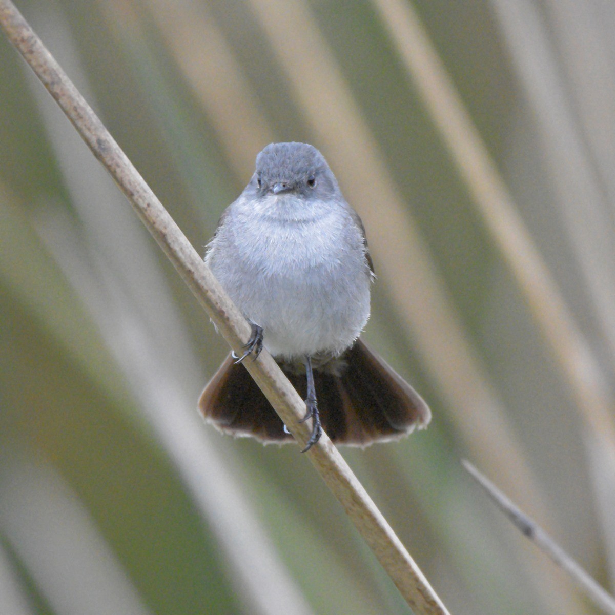 Sooty Tyrannulet - ML644027710