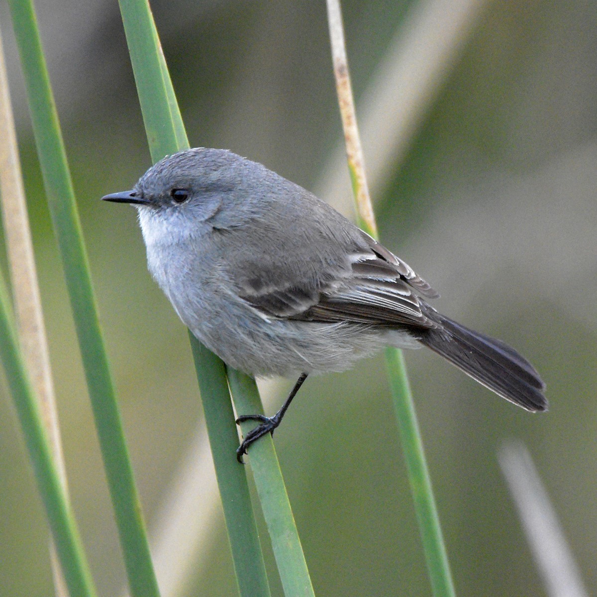 Sooty Tyrannulet - ML644027711
