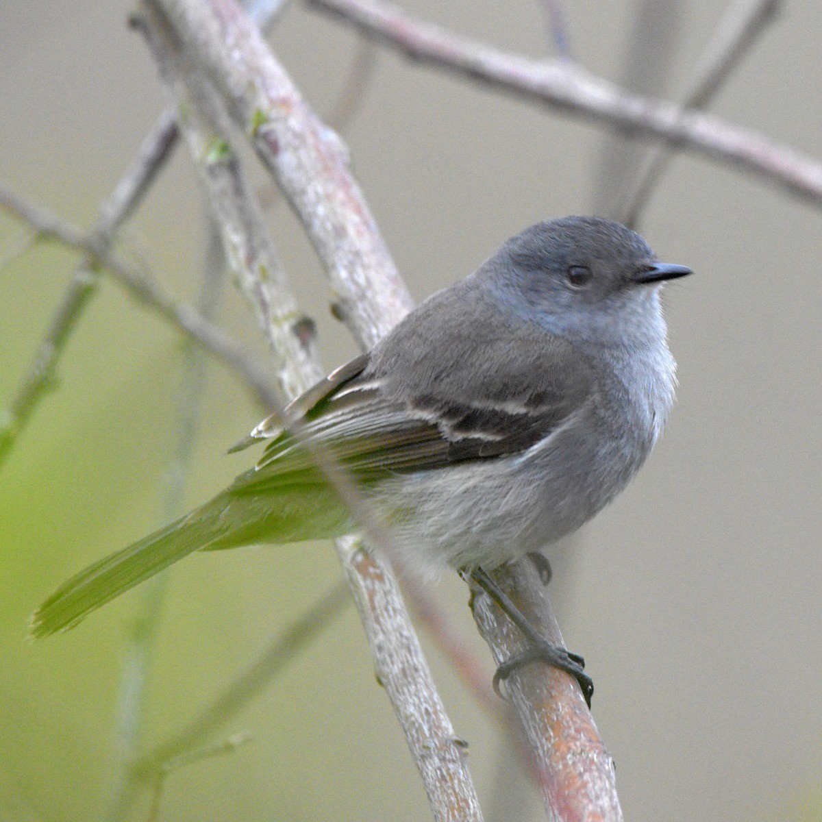 Sooty Tyrannulet - ML644027712