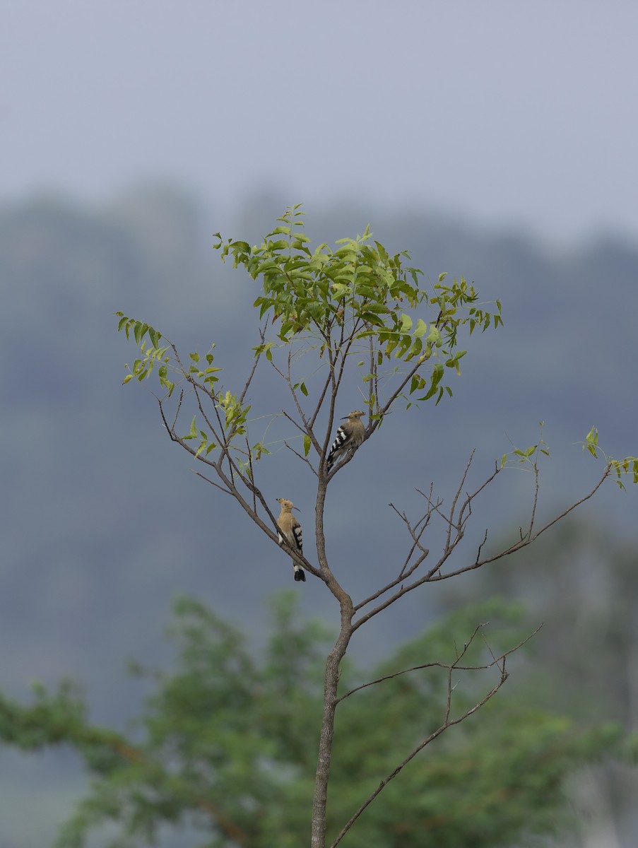 Eurasian Hoopoe - ML644027732