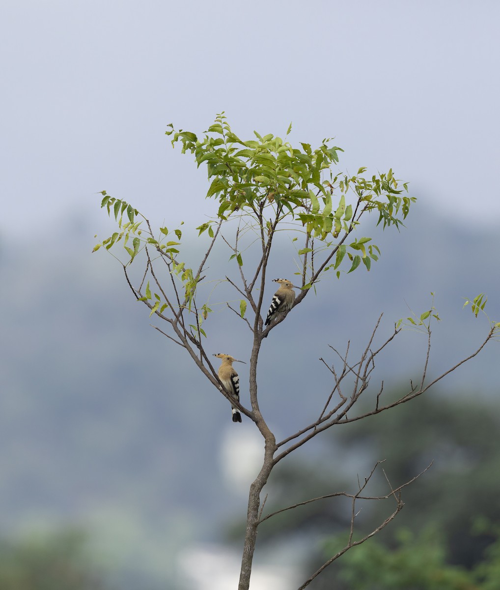 Eurasian Hoopoe - ML644027733