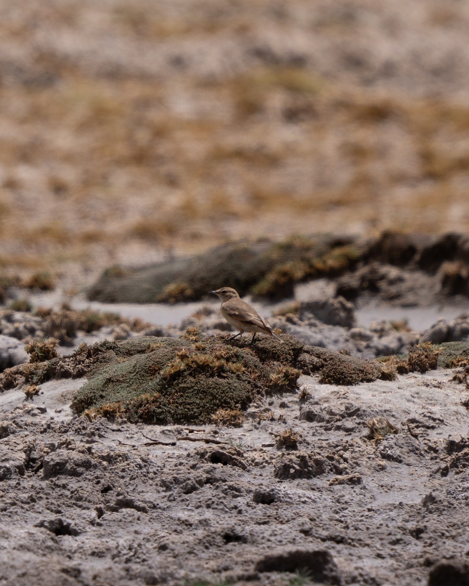 Puna Miner - ML644027736