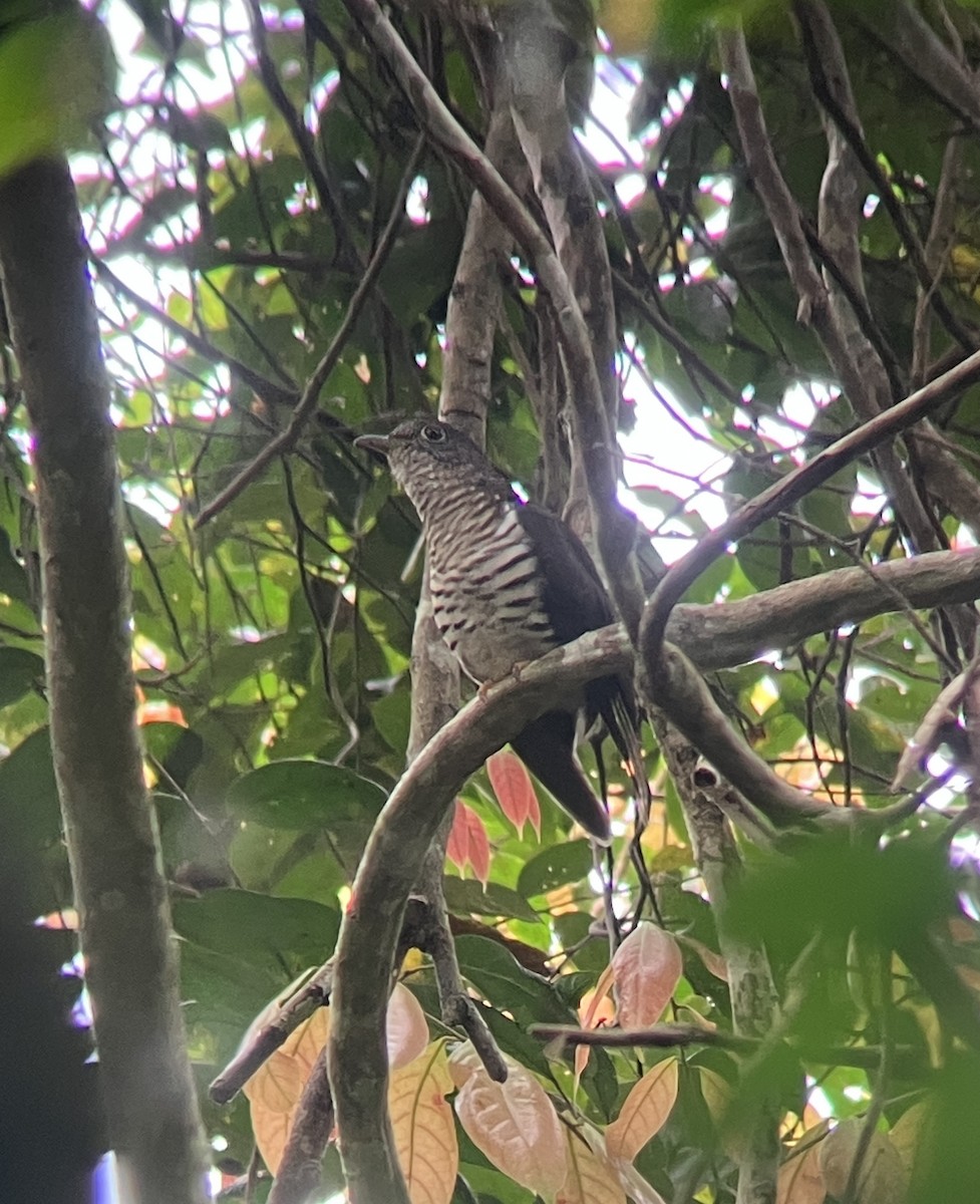 Olive Long-tailed Cuckoo - ML644027756