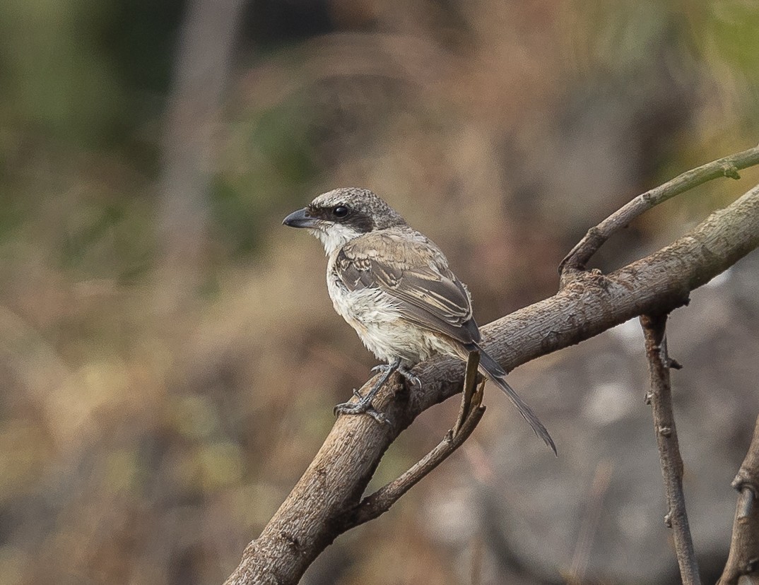 Bay-backed Shrike - ML644027760