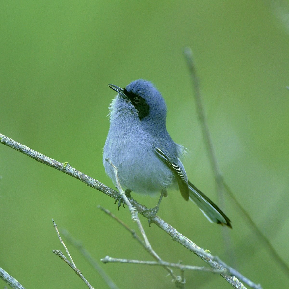 maskemyggsmett - ML644027762