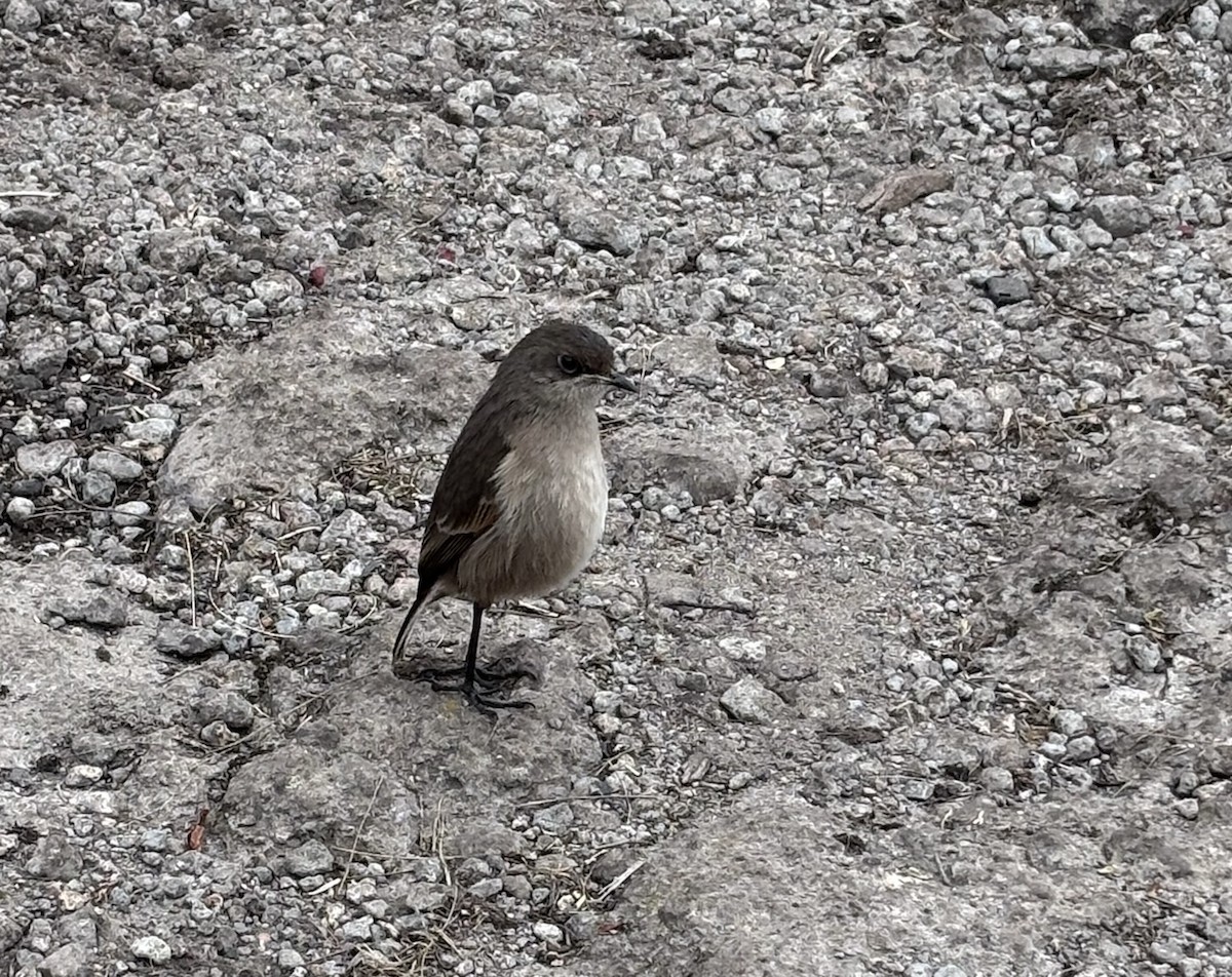 Moorland Chat - ML644027775