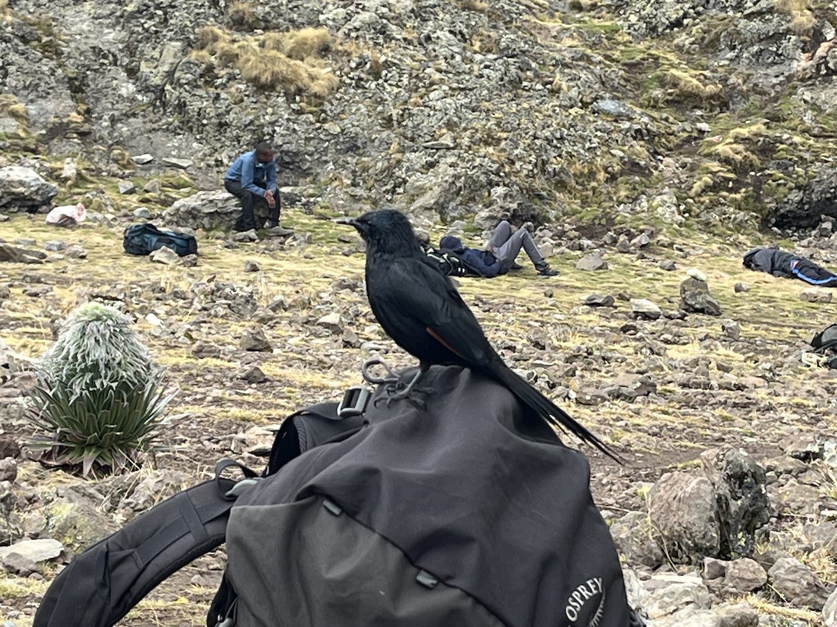 Red-winged Starling - ML644027788