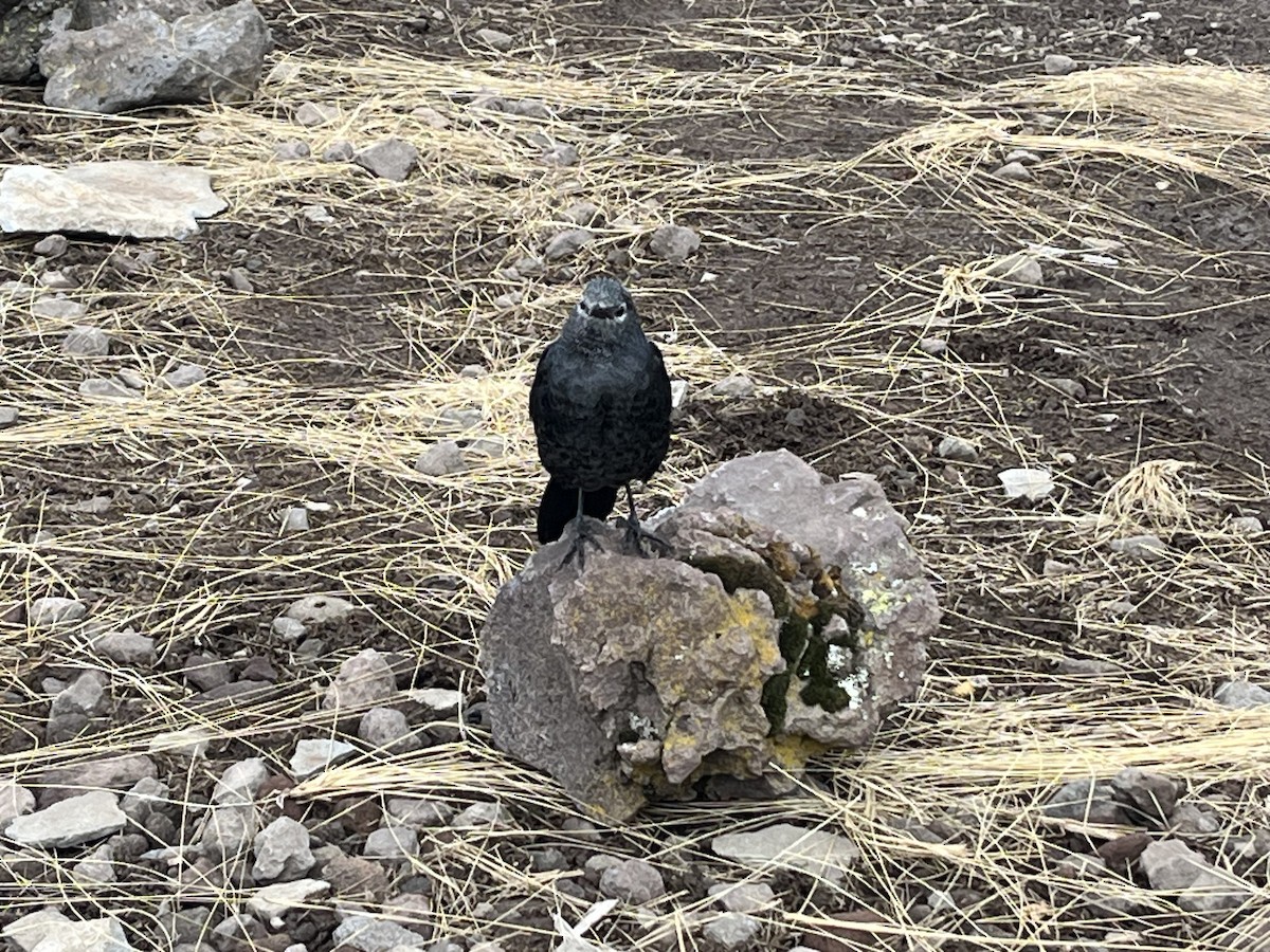 Red-winged Starling - ML644027789