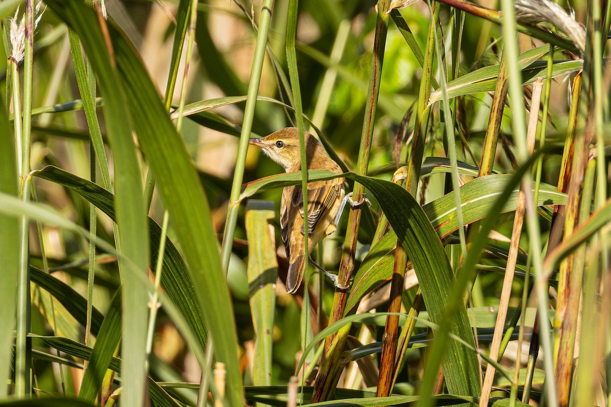 Дорнын охил бялзуухай - ML644027790