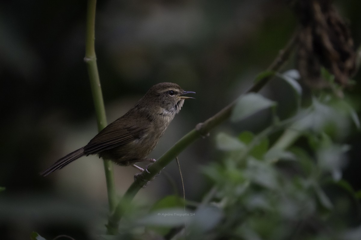 Brownish-flanked Bush Warbler - ML644027801