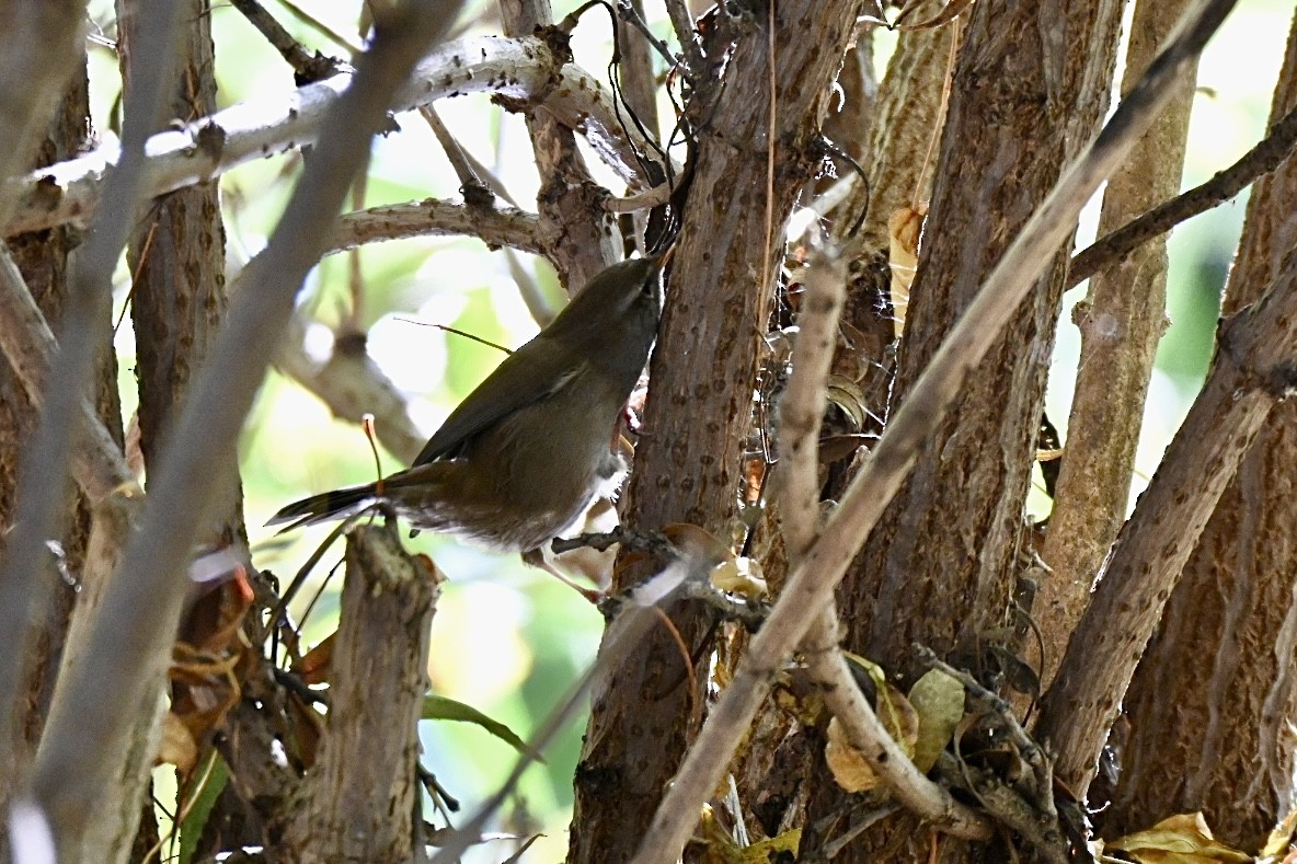 Errekatxindorra - ML644027804