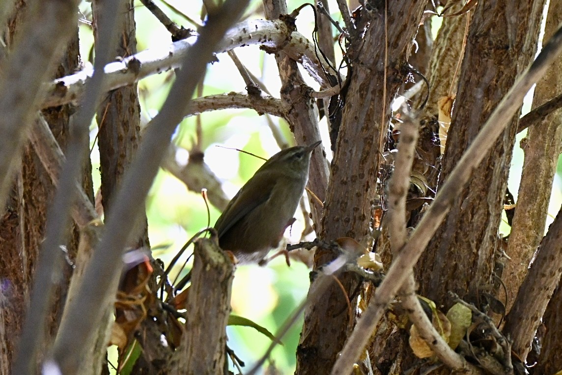 Errekatxindorra - ML644027805