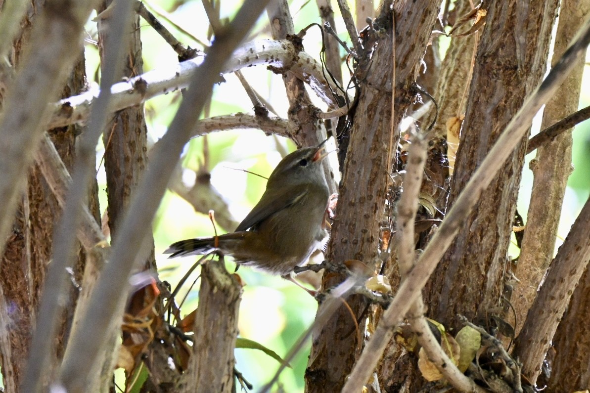 Errekatxindorra - ML644027806