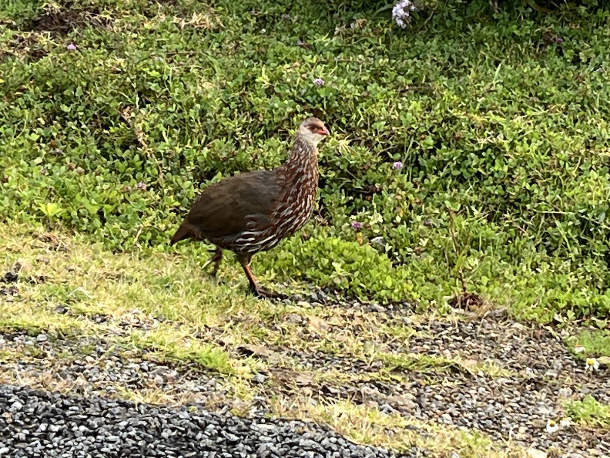 Jackson's Spurfowl - ML644027807