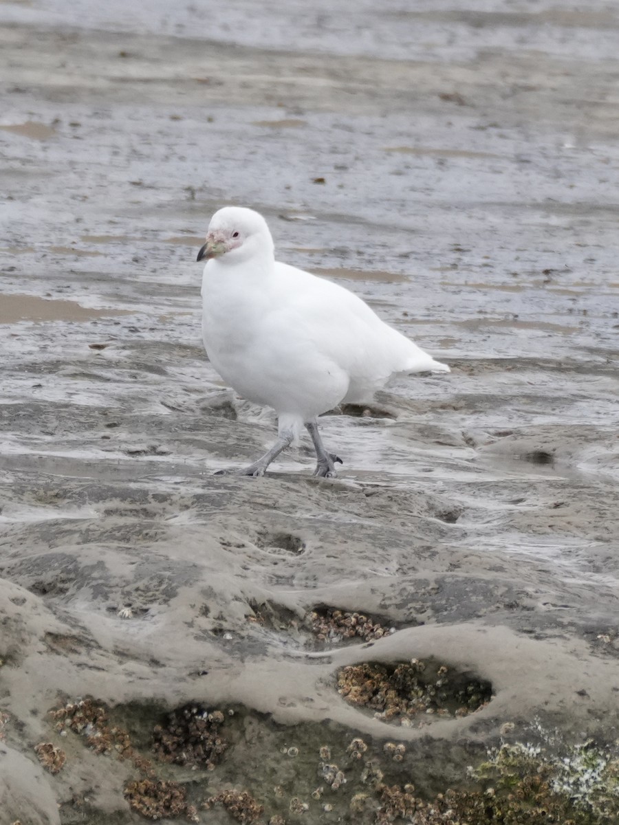 Snowy Sheathbill - ML644027815