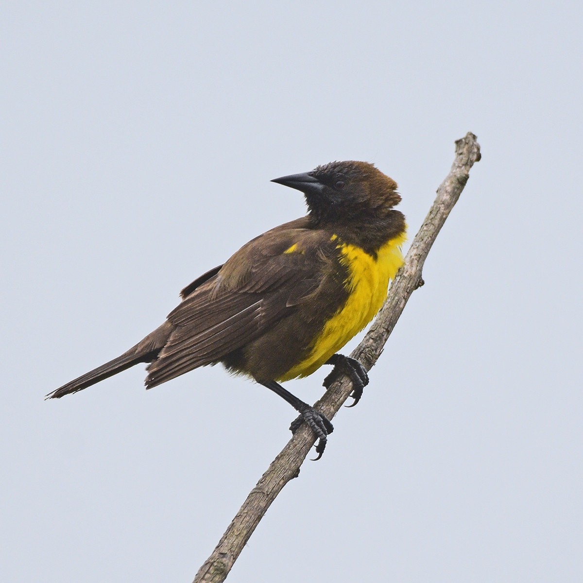 brungumptrupial - ML644027832