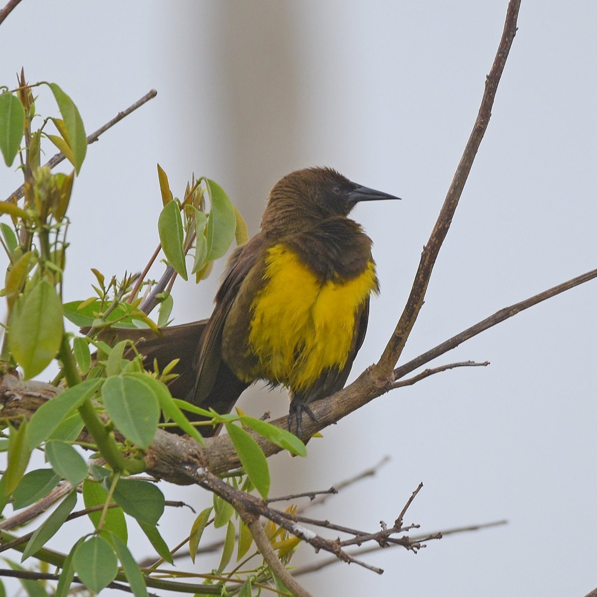 brungumptrupial - ML644027833