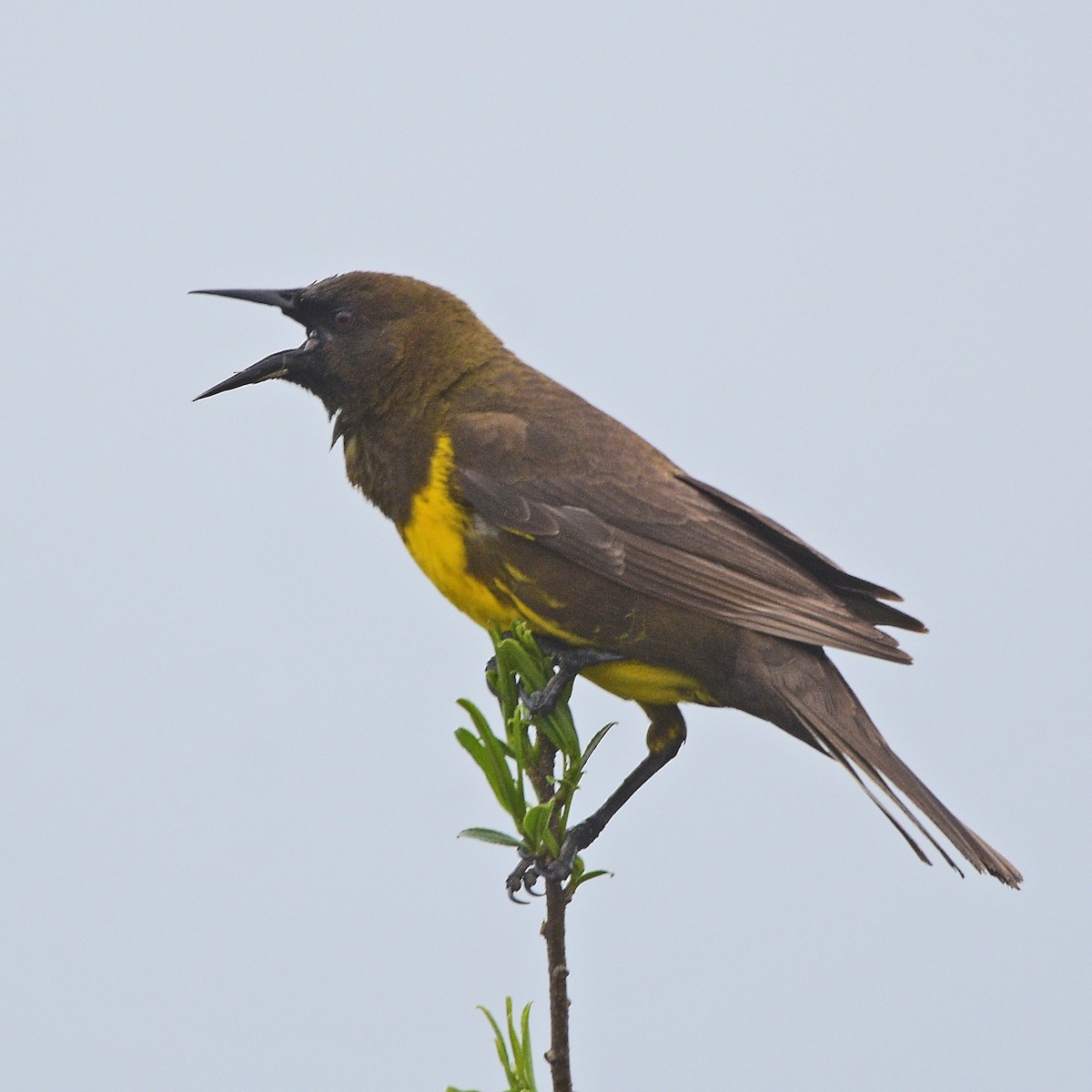 brungumptrupial - ML644027834