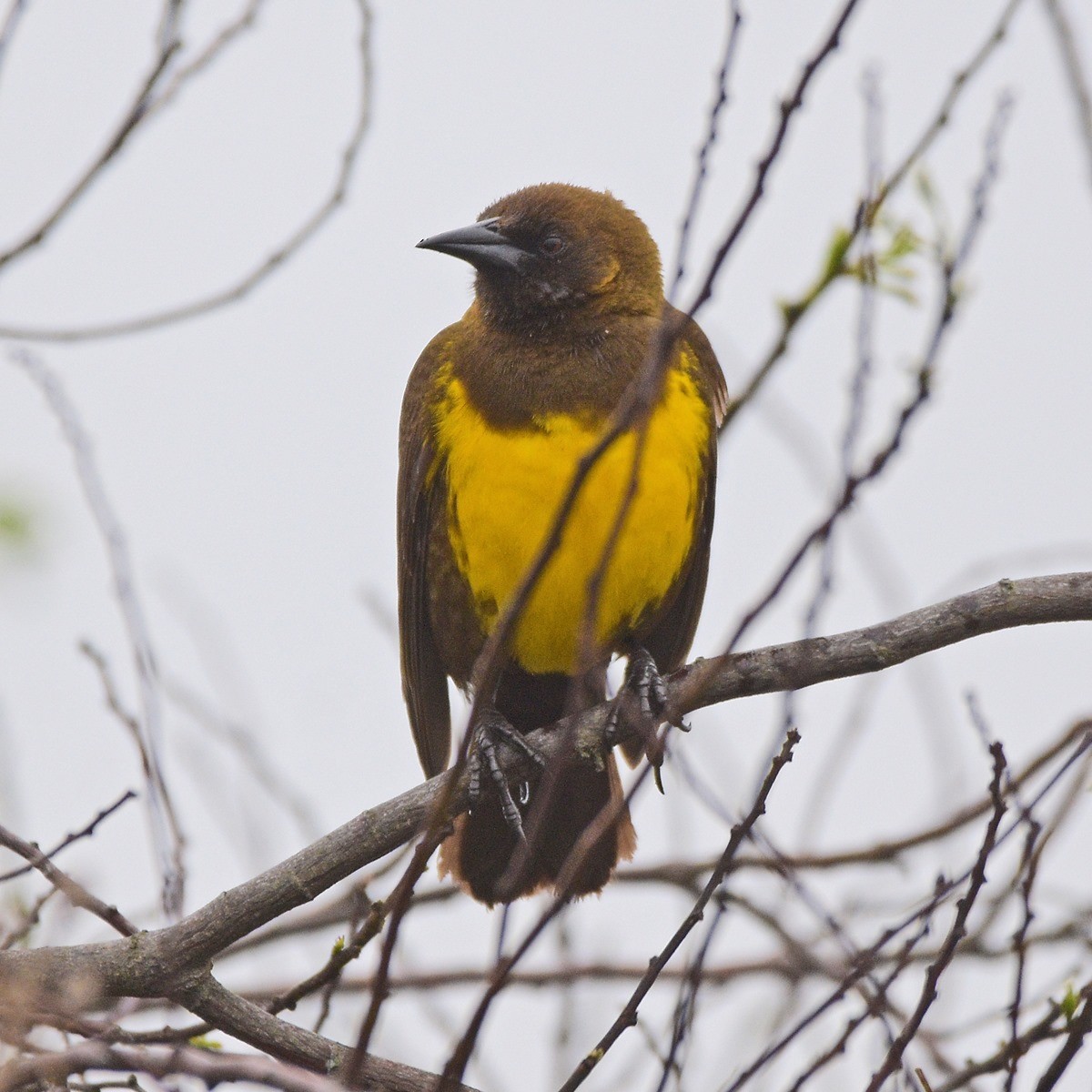 brungumptrupial - ML644027835