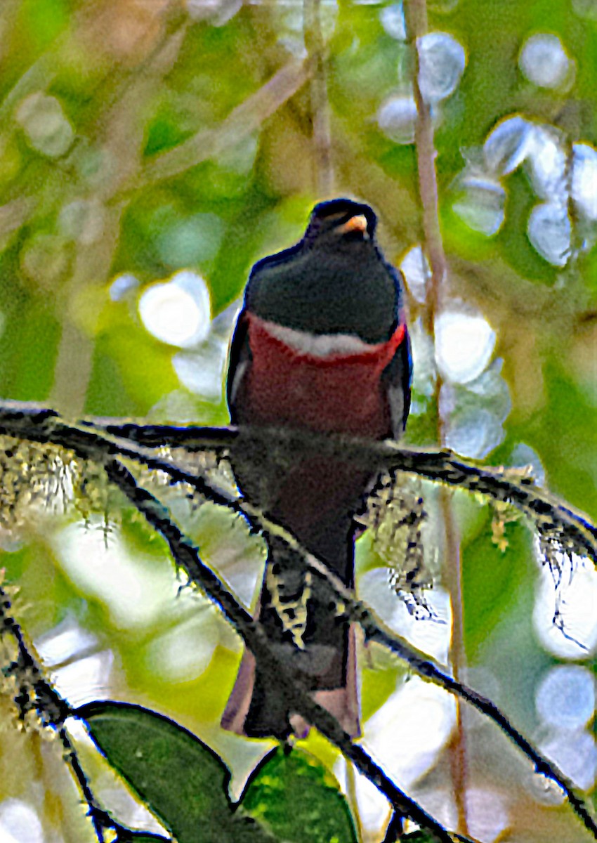 Masked Trogon - ML644027843