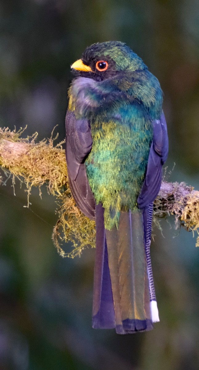 Masked Trogon - ML644027844
