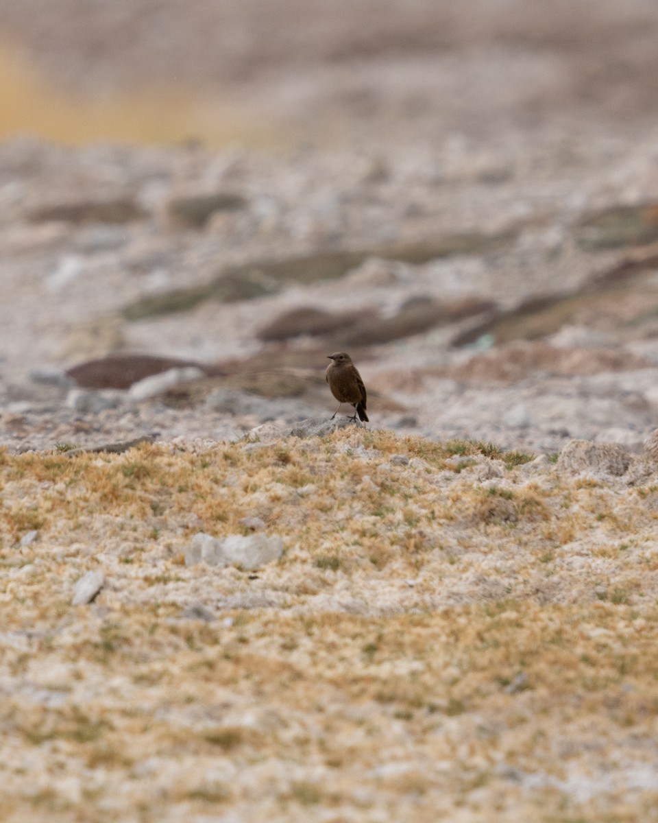 Andean Negrito - ML644027876
