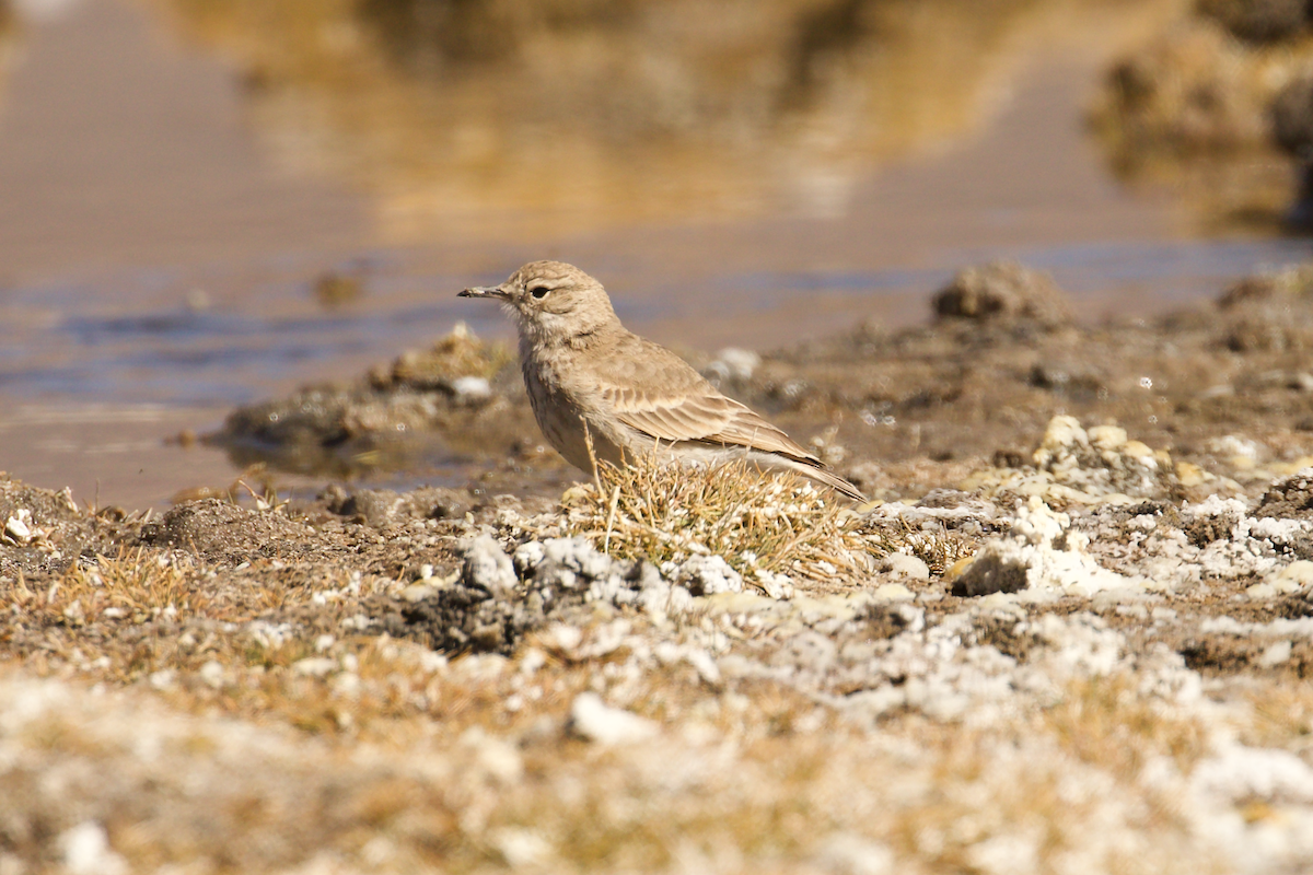 Common Miner - ML644027905