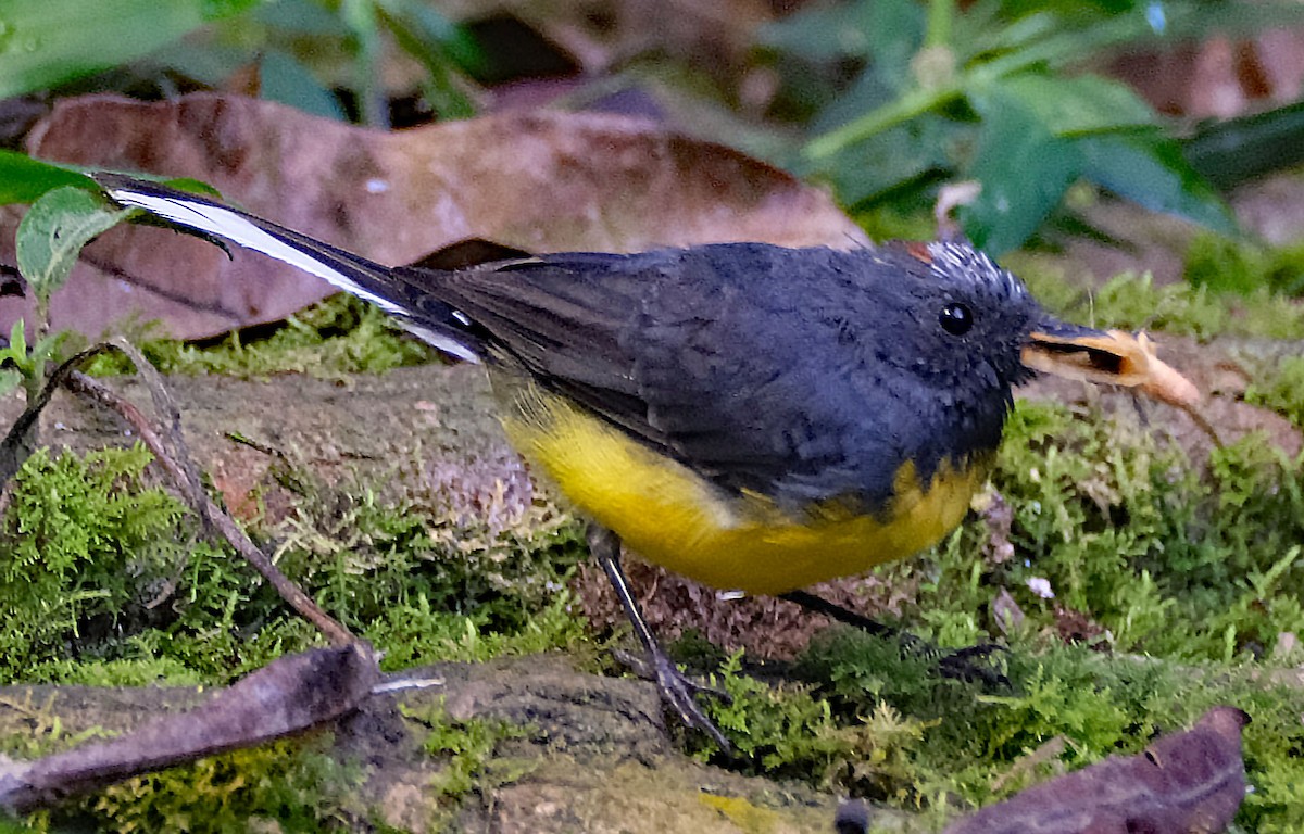 Slate-throated Redstart - ML644027916