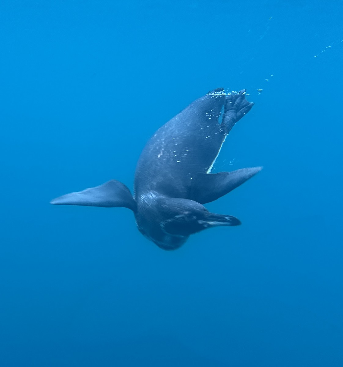 Galapagos Penguin - ML644027917
