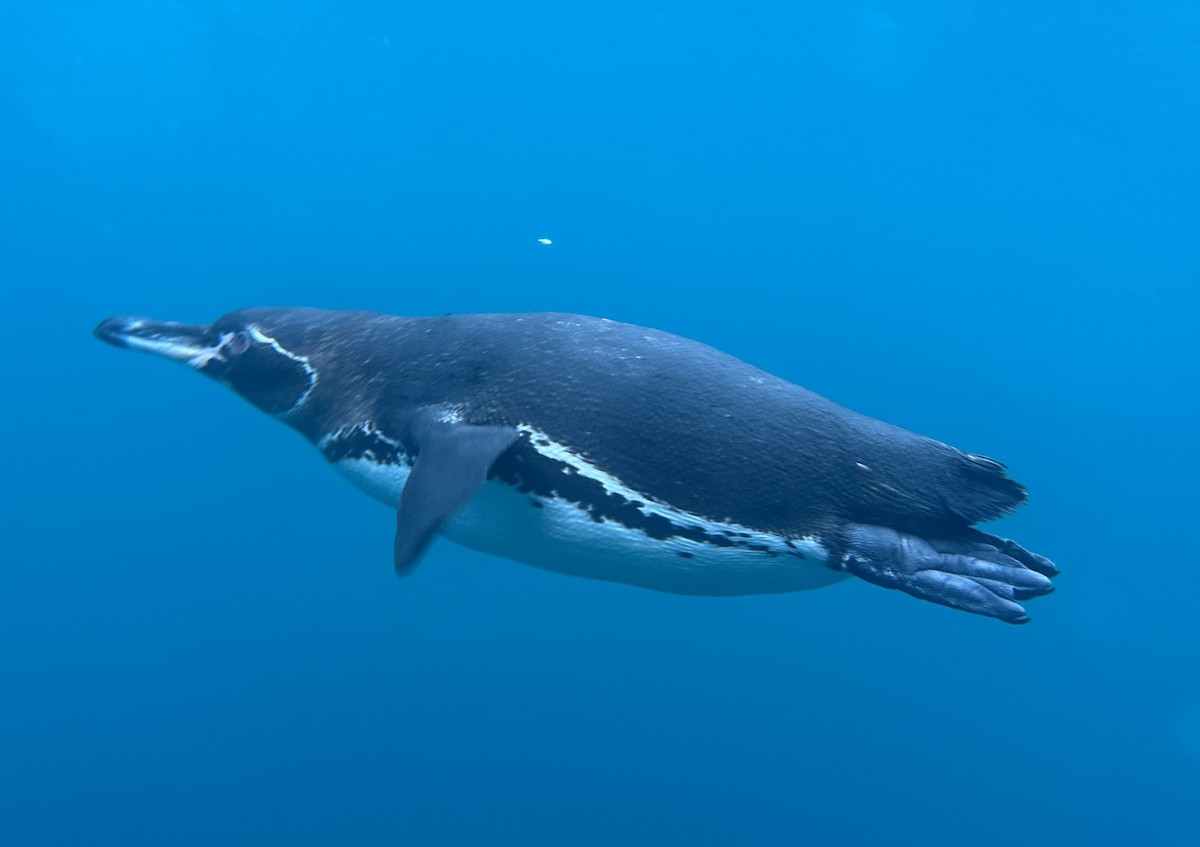 Galapagos Penguin - ML644027918
