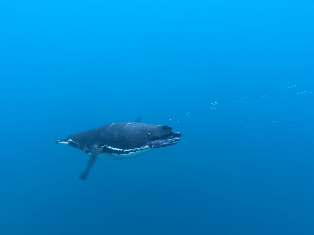 Galapagos Penguin - ML644027919