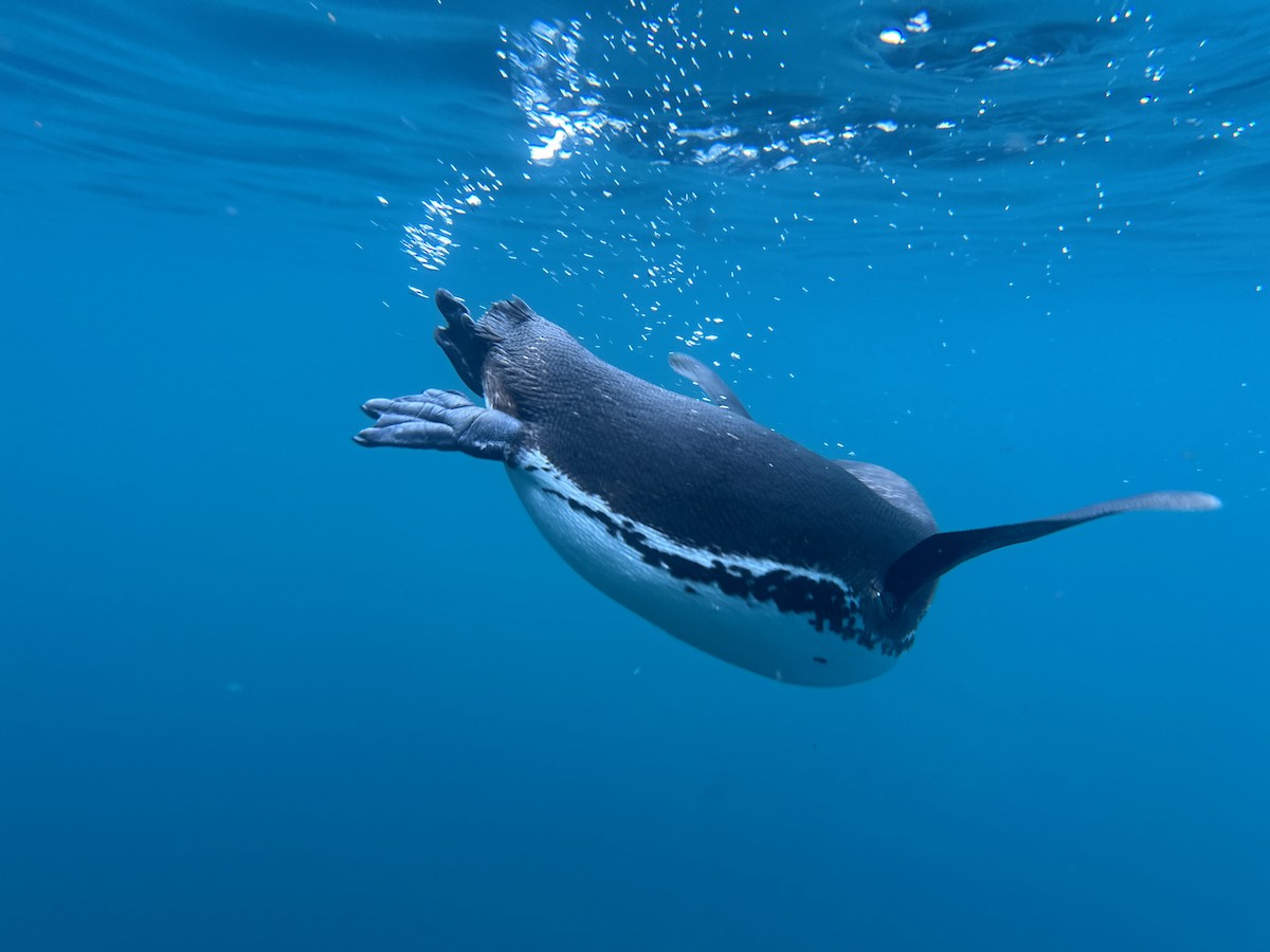 Galapagos Penguin - ML644027920