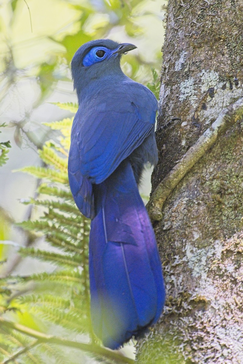 Blue Coua - ML644027921