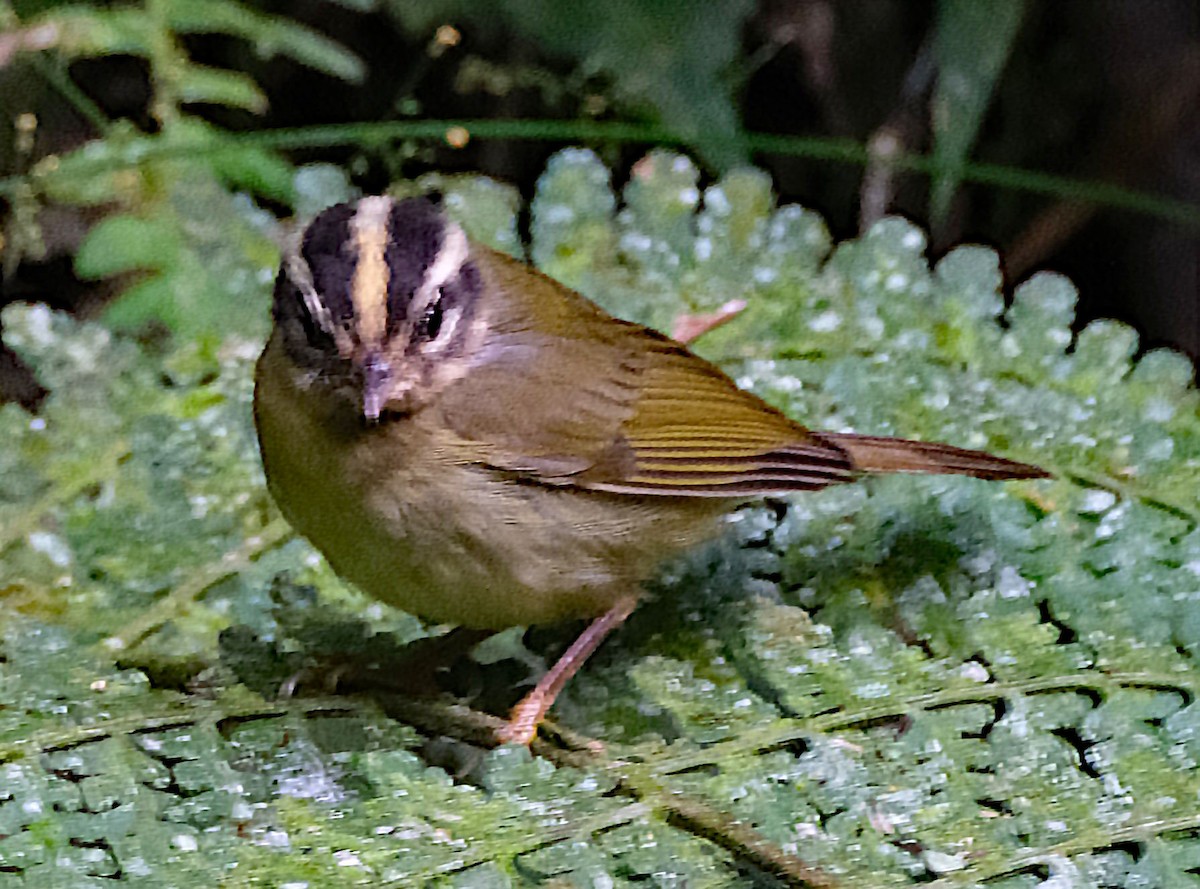 Three-striped Warbler - ML644027925