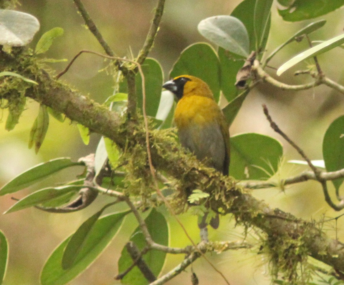 シロハラキミドリイカル - ML644027929