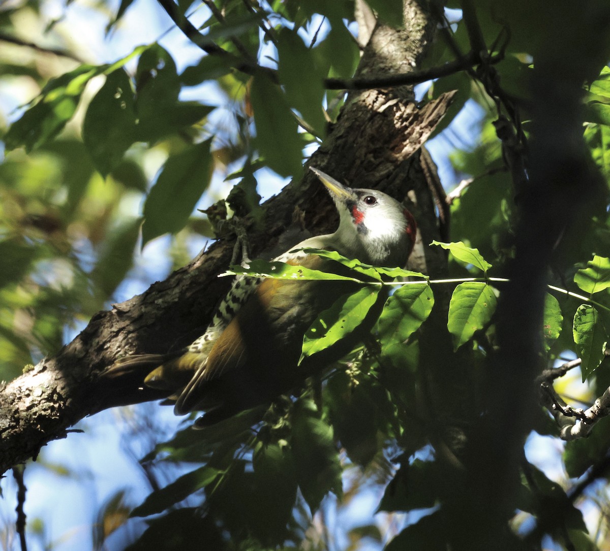 Japanese Woodpecker - ML644027933