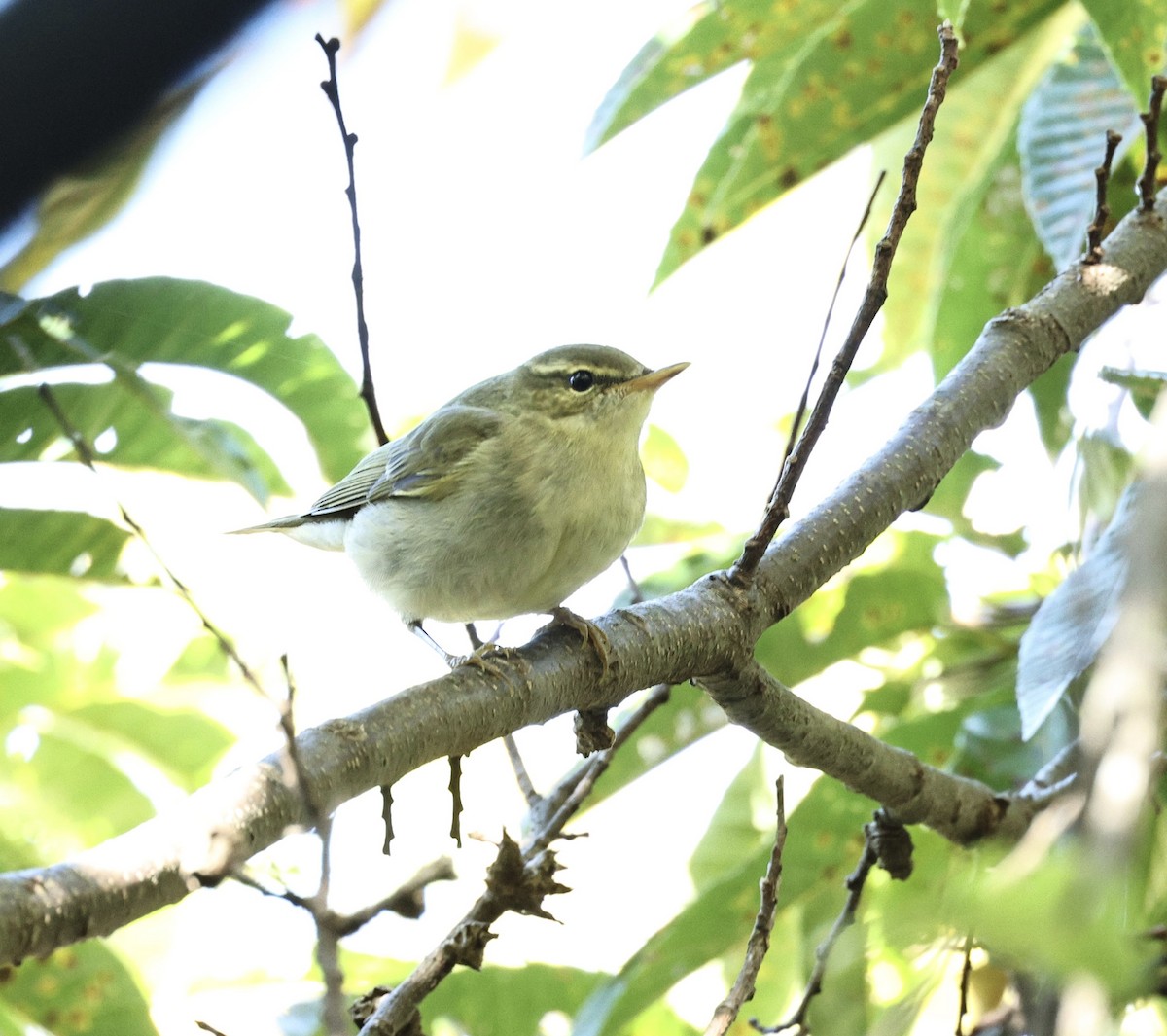 Цэгээн дагзат дууч шувуу - ML644027948