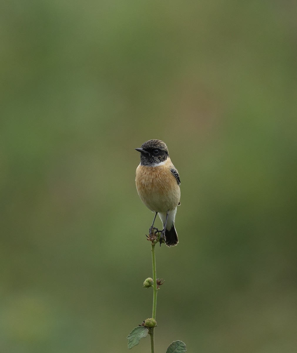 Siberian Stonechat - ML644027949