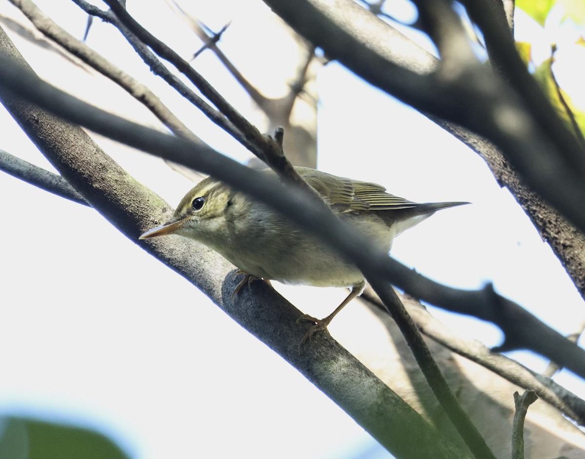 Цэгээн дагзат дууч шувуу - ML644027950