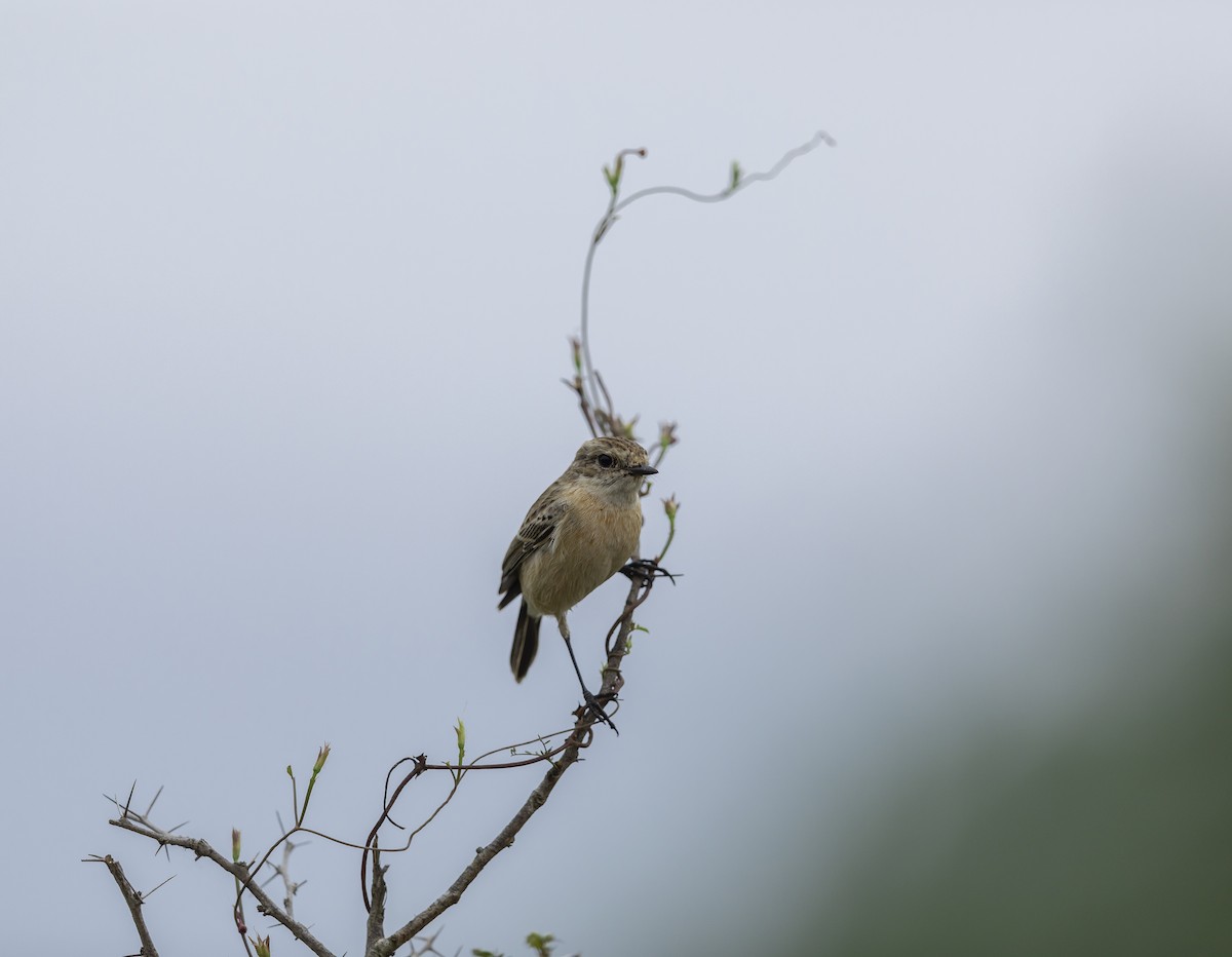 Siberian Stonechat - ML644027951