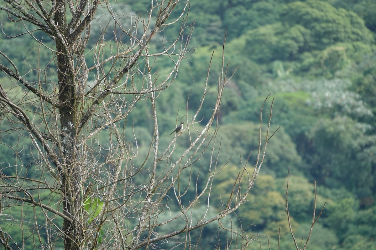 White-throated Thrush - ML644027963
