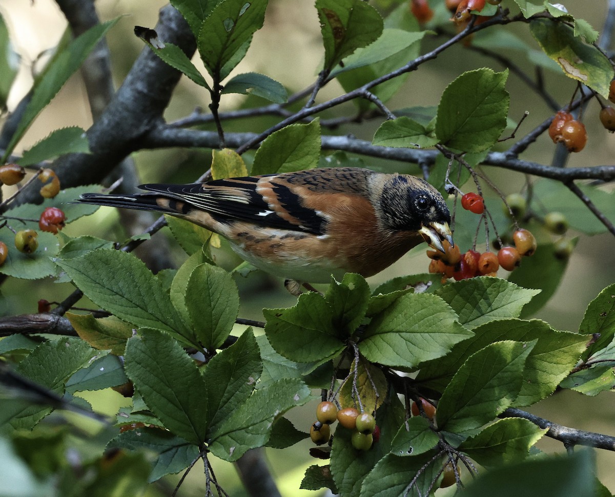 Алаг бужирга - ML644027966