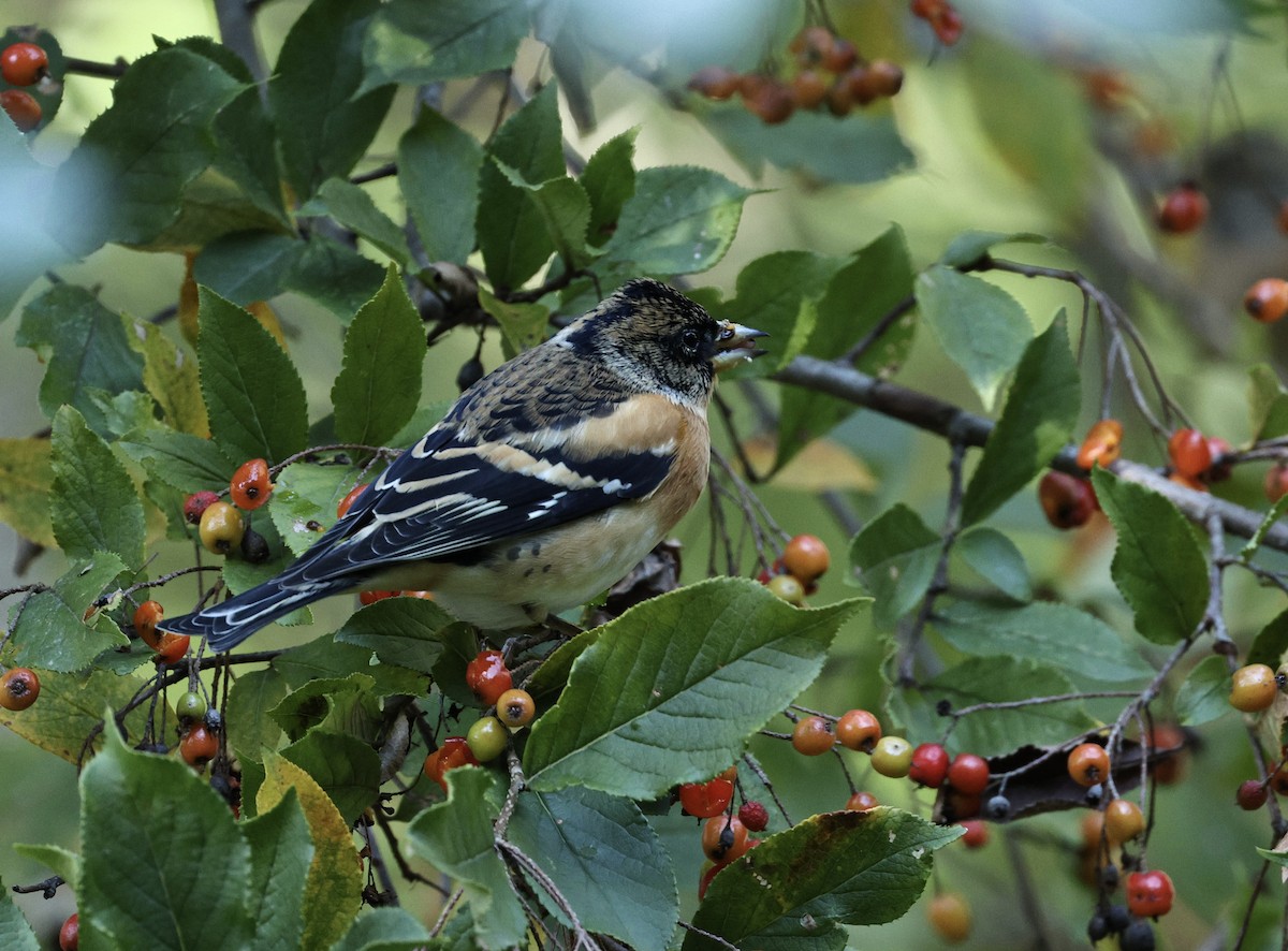 Алаг бужирга - ML644027967