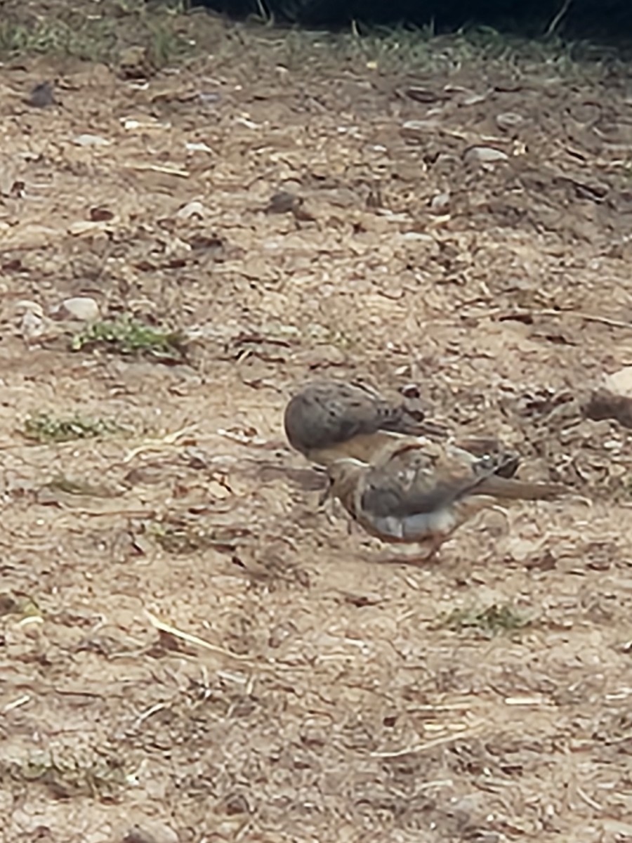 Mourning Dove - ML644028000