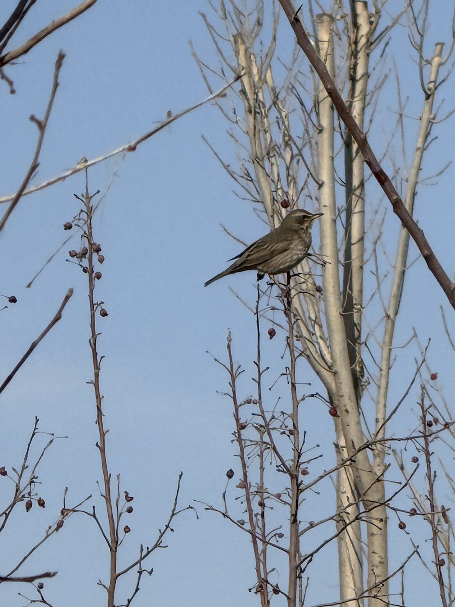 Дрізд чорноволий - ML644028002
