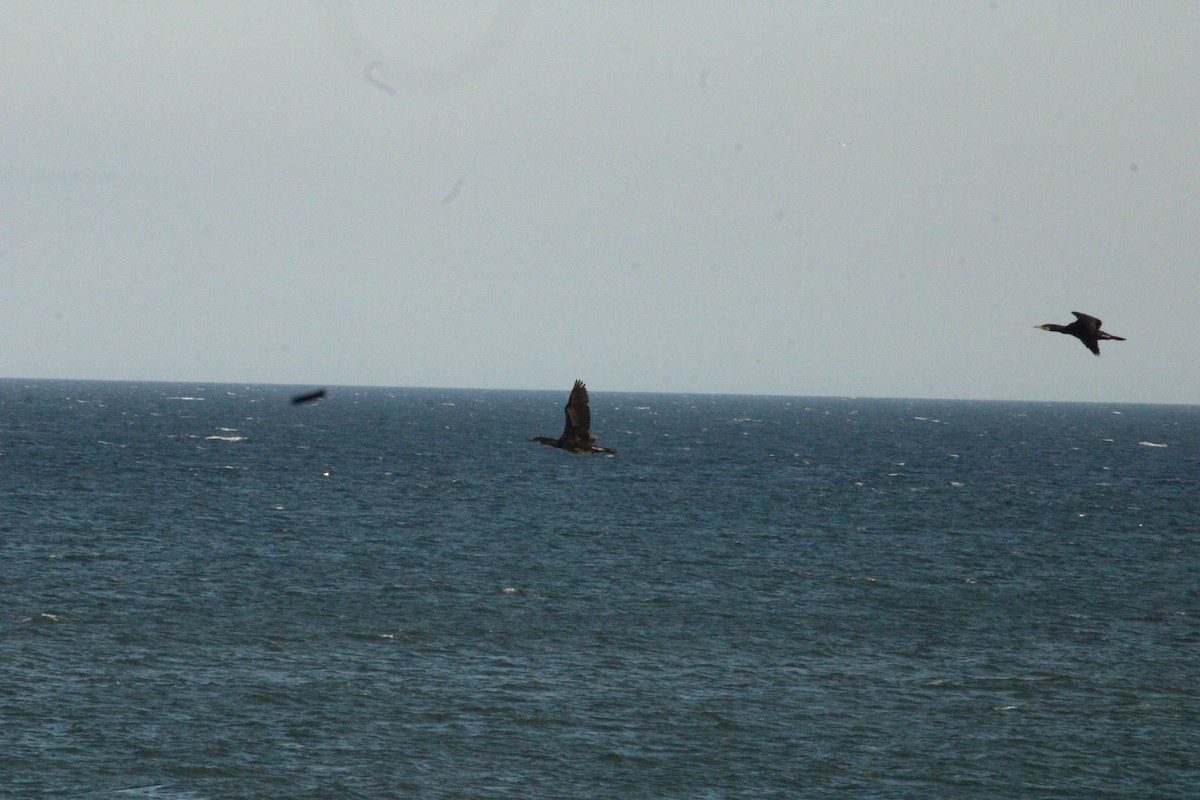 Cormorano - ML644028008