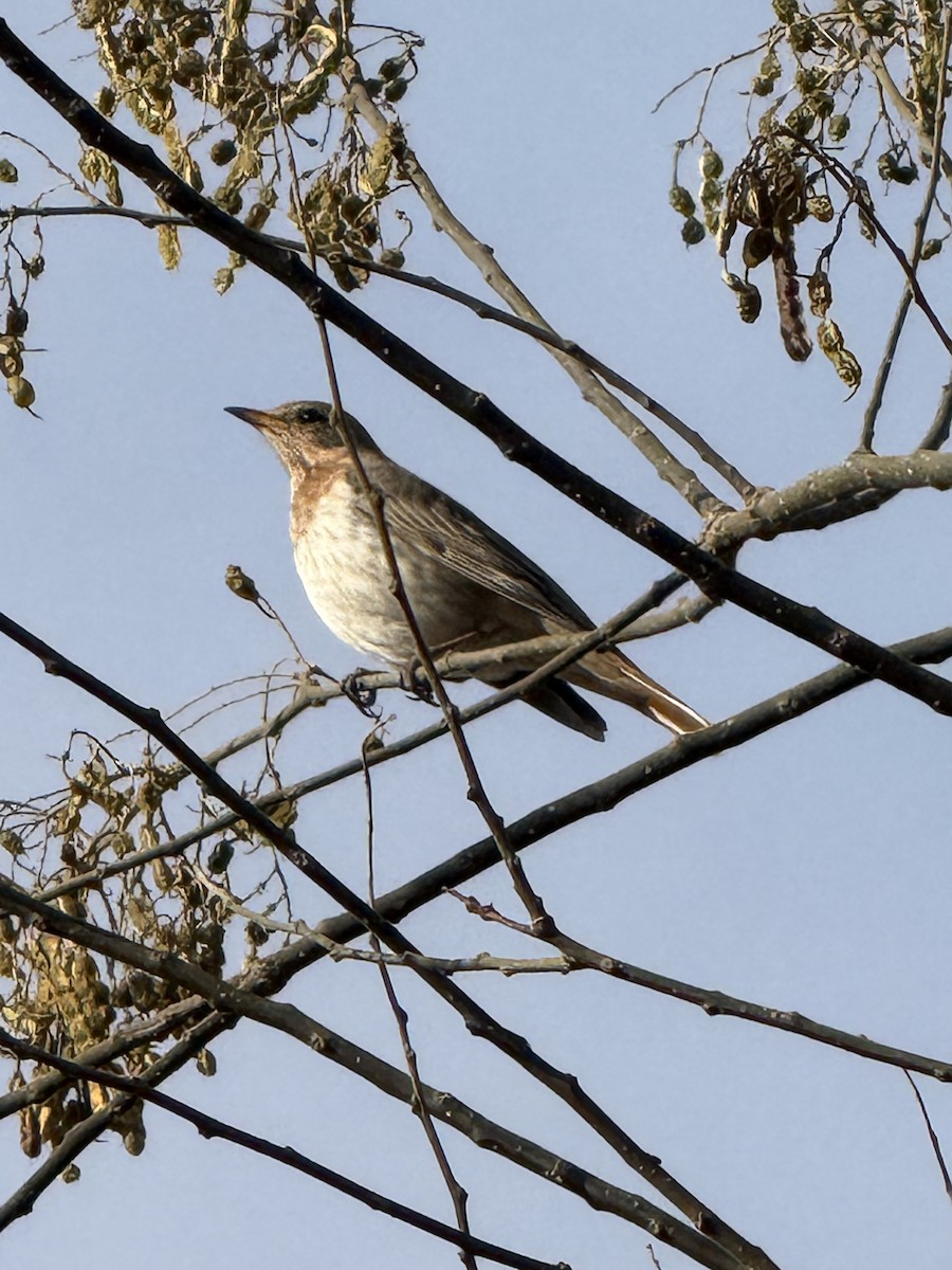 Grive à gorge rousse - ML644028009