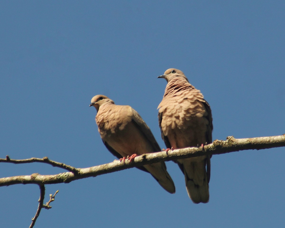 Eared Dove - ML644028010