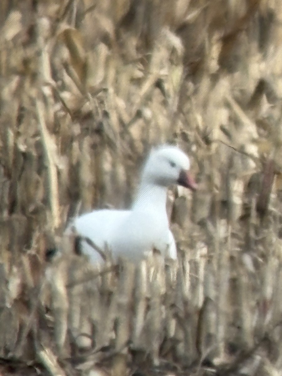Ross's Goose - ML644028014